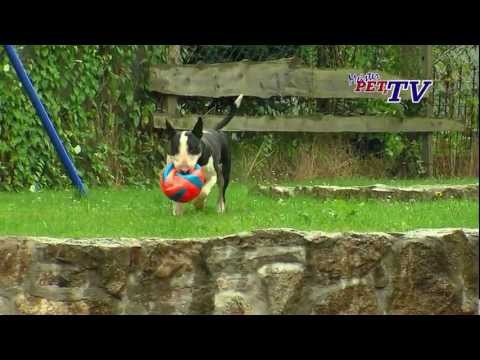 Bull Terrier – Wesen, Verhalten und Haltung des Hundes