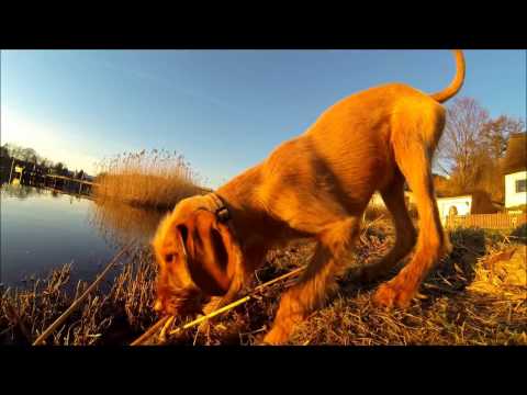 Magyar Vizsla (Drahthaar) – Wesen, Verhalten und Haltung des Hundes
