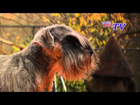 Zwergschnauzer - Wesen, Verhalten und Haltung des Hundes