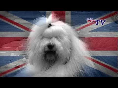 Old English Sheepdog – Wesen, Verhalten und Haltung des Hundes