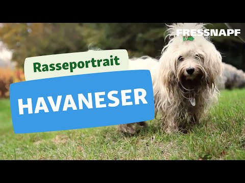 Havaneser - Wesen, Verhalten und Haltung des Hundes