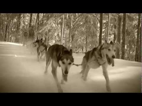 Siberian Husky – Wesen, Verhalten und Haltung des Hundes