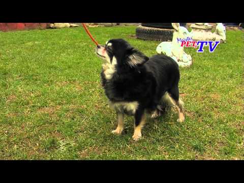 Chihuahua - Wesen, Verhalten und Haltung des Hundes