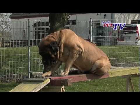 Mastiff – Wesen, Verhalten und Haltung des Hundes