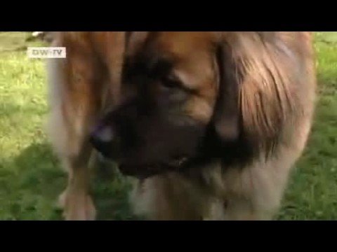 Leonberger - Wesen, Verhalten und Haltung des Hundes