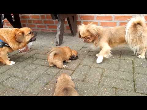 Pekingese - Wesen, Verhalten und Haltung des Hundes