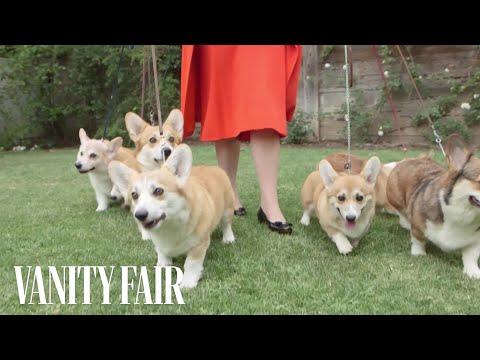 Welsh Corgi Pembroke - Wesen, Verhalten und Haltung des Hundes