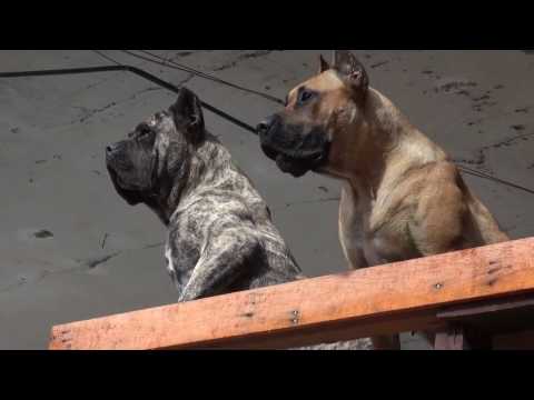 Dogo Canario – Wesen, Verhalten und Haltung des Hundes