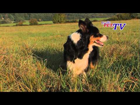 Border Collie - Wesen, Verhalten und Haltung des Hundes