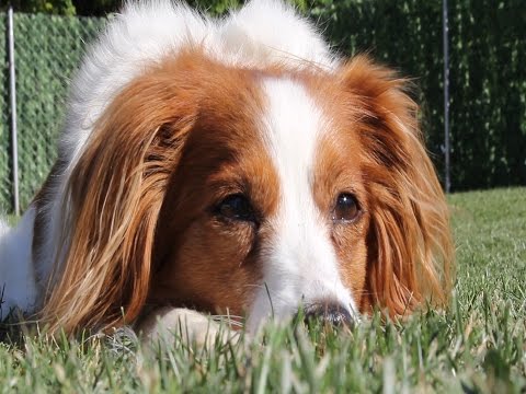 Kooikerhondje – Wesen, Verhalten und Haltung des Hundes