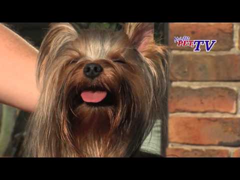 Yorkshire Terrier - Wesen, Verhalten und Haltung des Hundes