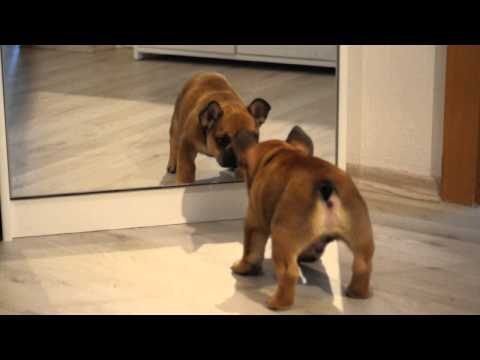 Französische Bulldogge – Wesen, Verhalten und Haltung des Hundes