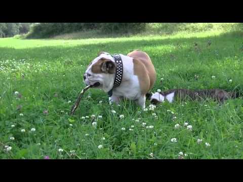 Englische Bulldogge – Wesen, Verhalten und Haltung des Hundes