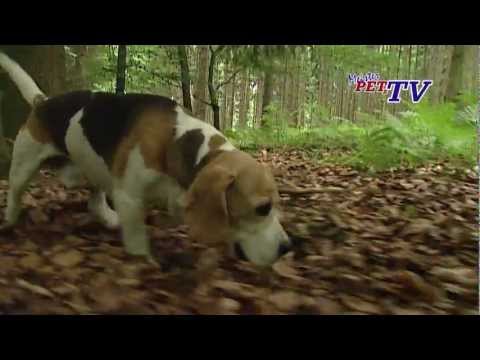 Beagle - Wesen, Verhalten und Haltung des Hundes