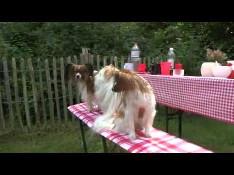 Kontinentaler Zwergspaniel - Wesen, Verhalten und Haltung des Hundes
