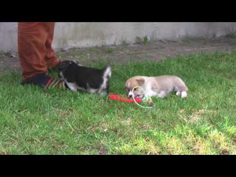 Welsh Corgi Cardigan - Wesen, Verhalten und Haltung des Hundes