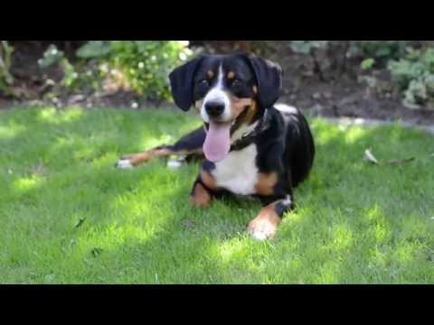 Entlebucher Sennenhund – Wesen, Verhalten und Haltung des Hundes