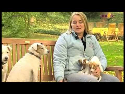 Parson Russel Terrier – Wesen, Verhalten und Haltung des Hundes