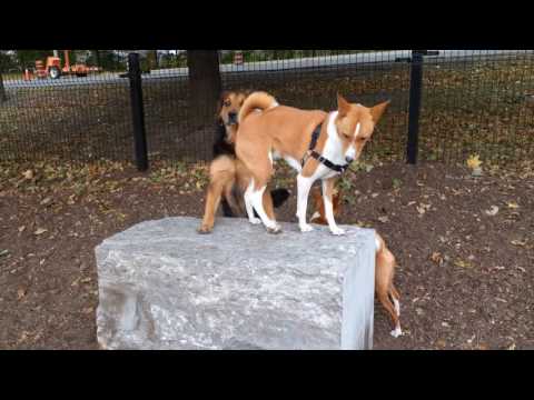 Basenji – Wesen, Verhalten und Haltung des Hundes