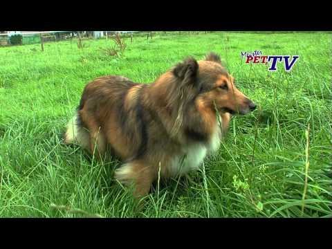 Shetland Sheepdog – Wesen, Verhalten und Haltung des Hundes