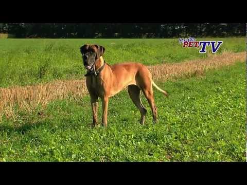 Deutsche Dogge: Informationen zur Rasse