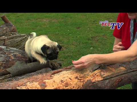 Mops - Wesen, Verhalten und Haltung des Hundes