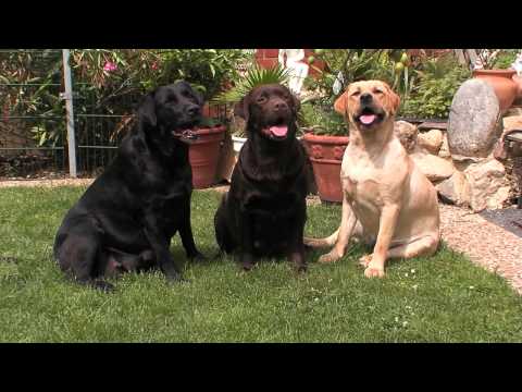 Labrador Retriever – Wesen, Verhalten und Haltung