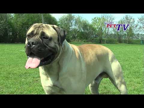 Bullmastiff – Wesen, Verhalten und Haltung des Hundes