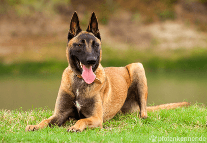 Belgischer Schäferhund auf Wiese liegend