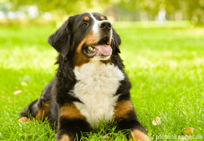Berner Sennenhund – Wesen, Verhalten und Haltung des Hundes