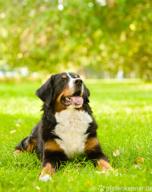 Berner Sennenhund Berner Sennenhund in Gras liegend