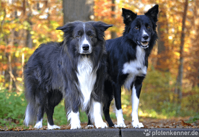 Border Collie – Wesen, Verhalten und Haltung des Hundes