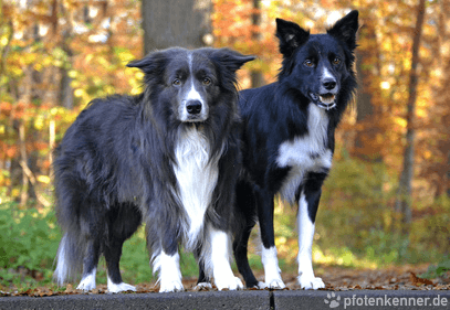 Zwei Border Collies stehend