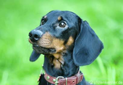 Dackel