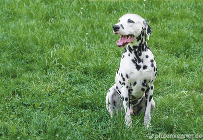 Dalmatiner – Wesen, Verhalten und Haltung des Hundes