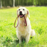 Golden Retriever sitzend auf Wiese mit Leine im Maul