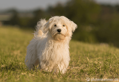Havaneser – Wesen, Verhalten und Haltung des Hundes