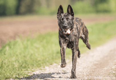 Holländischer Schäferhund getromt auf Feldweg rennend