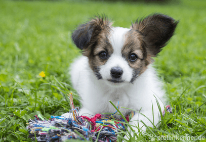 Kontinentaler Zwergspaniel – Wesen, Verhalten und Haltung des Hundes