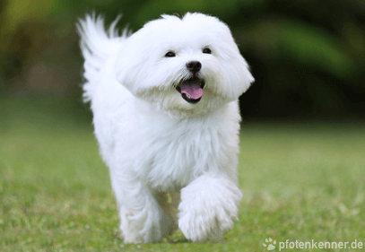 Malteser – Wesen, Verhalten und Haltung des Hundes