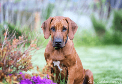 Rhodesian Ridgeback sitzend mit Blumen im Vordergrund