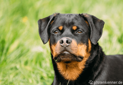 Rottweiler Front-Kopfansicht