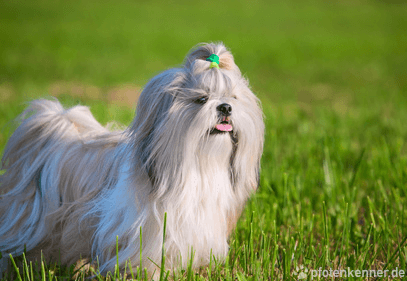 Shih Tzu – Wesen, Verhalten und Haltung des Hundes