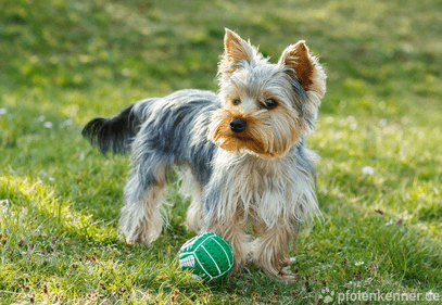 Yorkshire Terrier mit Ball auf Wiese