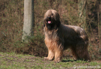 Briard/ Berger de Brie Berger de Brie vor Wald stehend