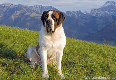 Bernhardiner – Wesen, Verhalten und Haltung des Hunde