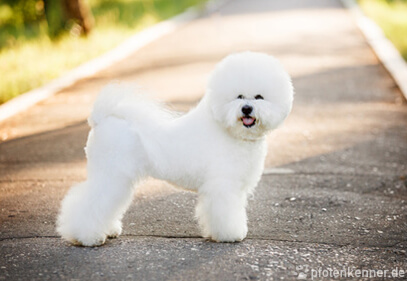 Bichon Frisé stehend auf Fußweg