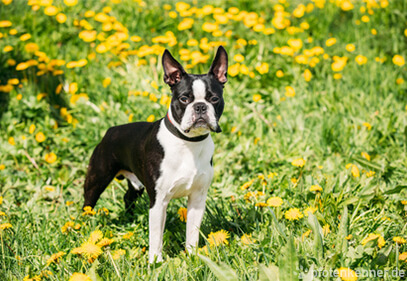 Boston Terrier – Wesen, Verhalten und Haltung des Hundes