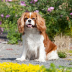 Cavalier King Charles Spaniel sitzend