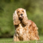 Cocker Spaniel auf Wiese stehend